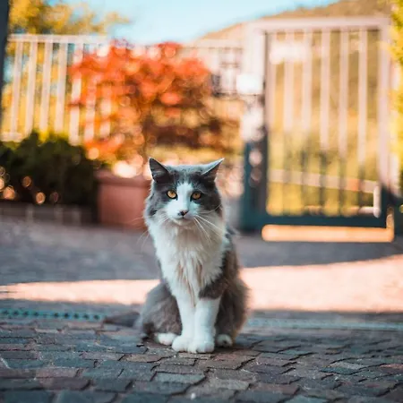 Bed & Breakfast Nonno Carlo 4*