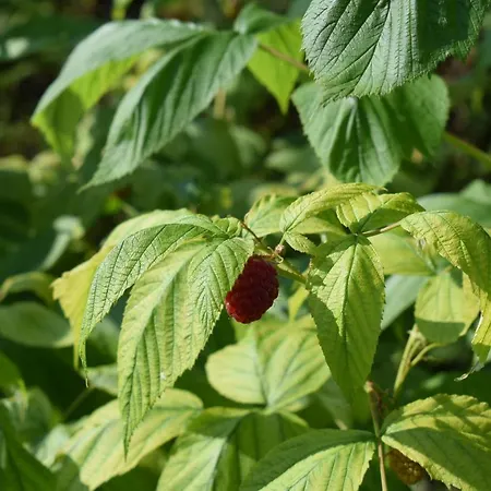 Nonno Carlo לינה וארוחת בוקר טרנטו