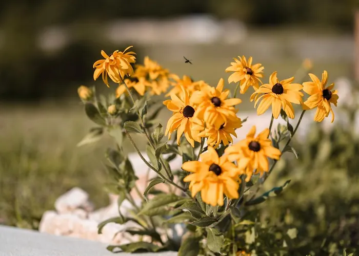 Nonno Carlo טרנטו