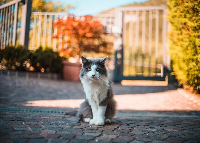 לינה וארוחת בוקר Nonno Carlo 4*