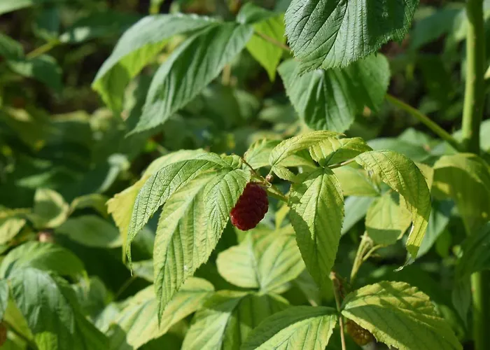 Nonno Carlo לינה וארוחת בוקר טרנטו